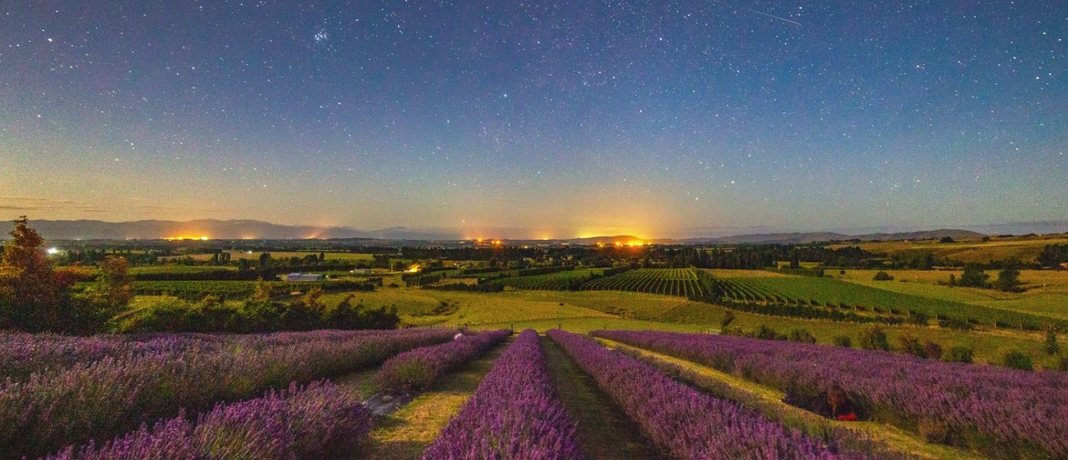 Martinborough Lavender Star Gazing