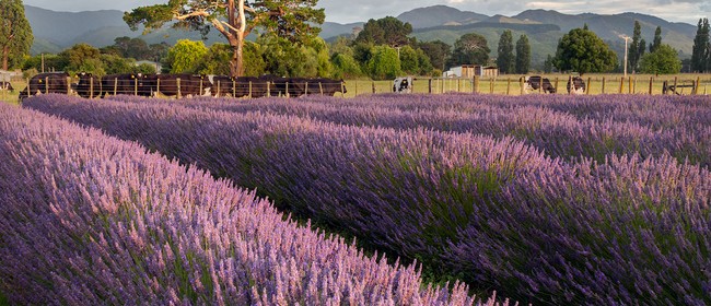 Pick Your Own Lavender - January 2022