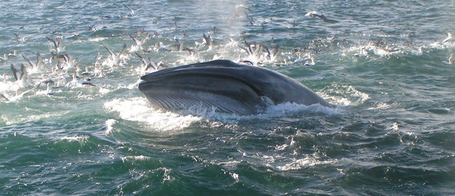 Tikapa Moana - Whale & Dolphin Wildlife Cruises