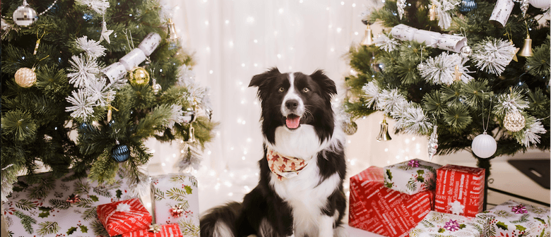 Christmas Pop-up Pet Sessions