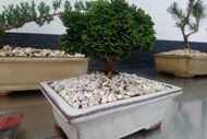 Image for event: The Art of Bonsai Workshop