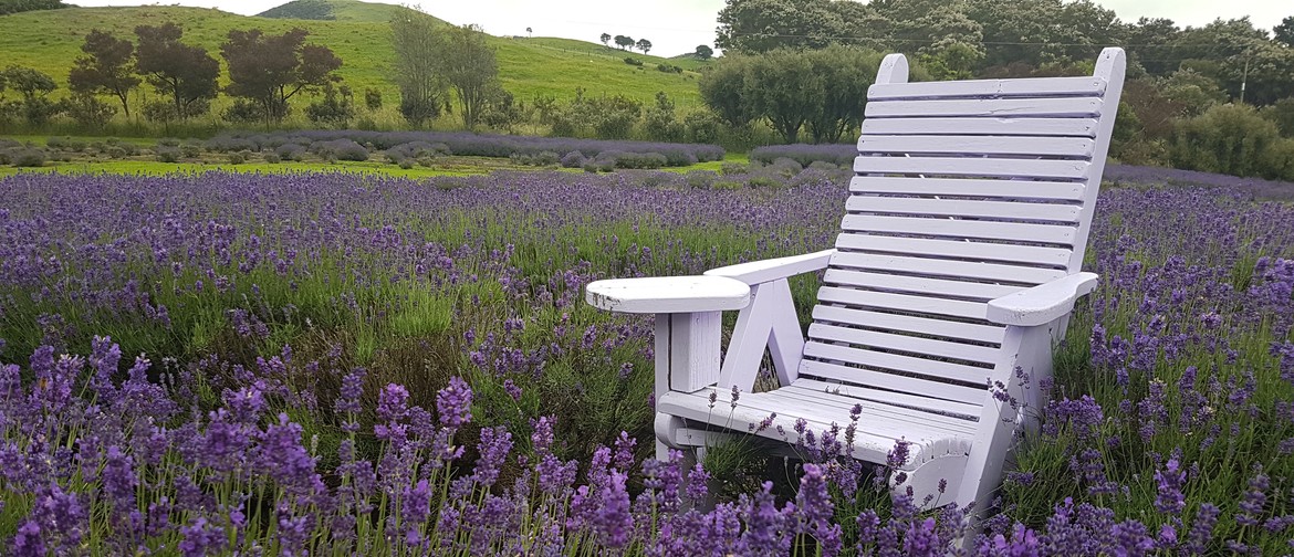 Lavender Magic - Garden Open Day