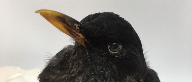Advanced Non-native Bird Taxidermy - Two Day Workshop: CANCELLED