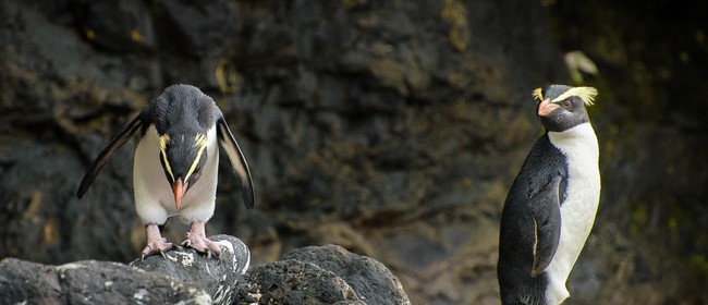 West Coast Penguin Wilderness – Expressive Photo Retreat