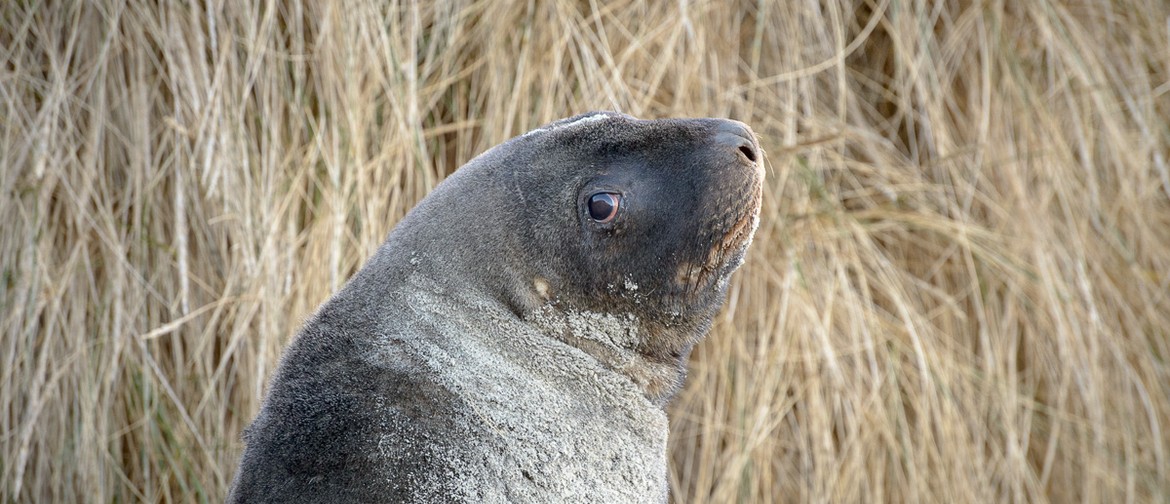 NZ Wildlife Photography Tour - 9 Days