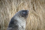 NZ Wildlife Photography Tour - 9 Days