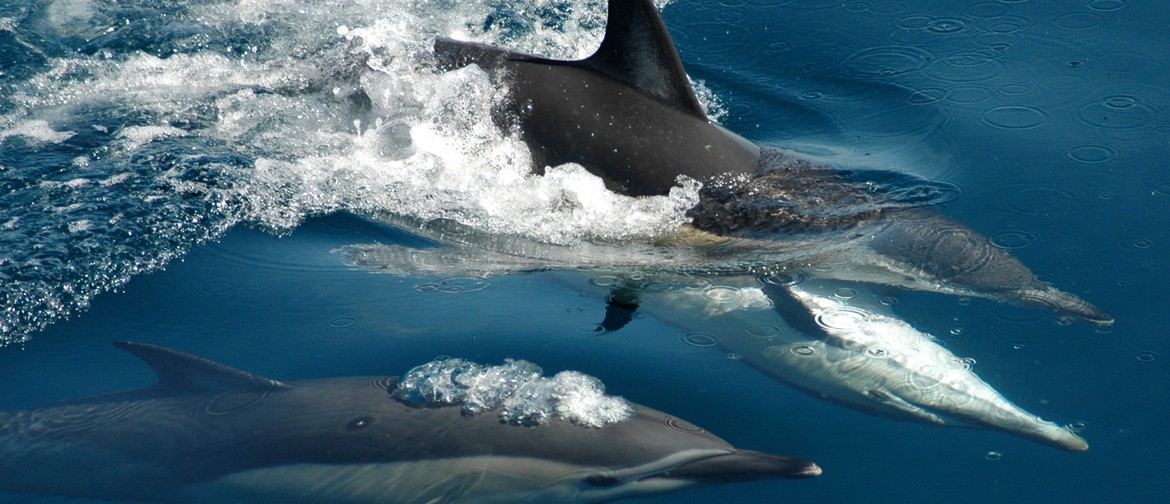 Tikapa Moana - Whale & Dolphin Wildlife Cruises