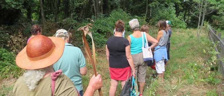 Urban Foraging Walk for Everyone