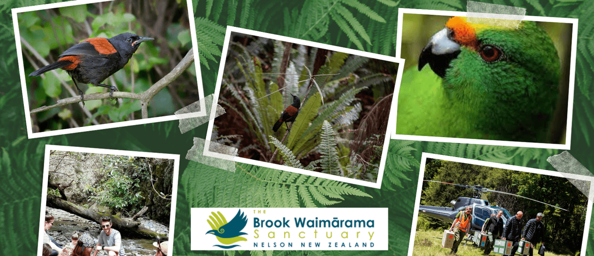 Find Out About – The Brook Waimārama Sanctuary