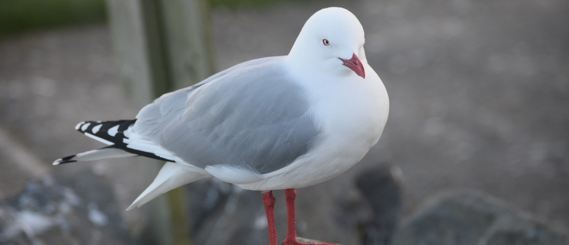 Red-billed Gulls - Trouble Or Treasure?