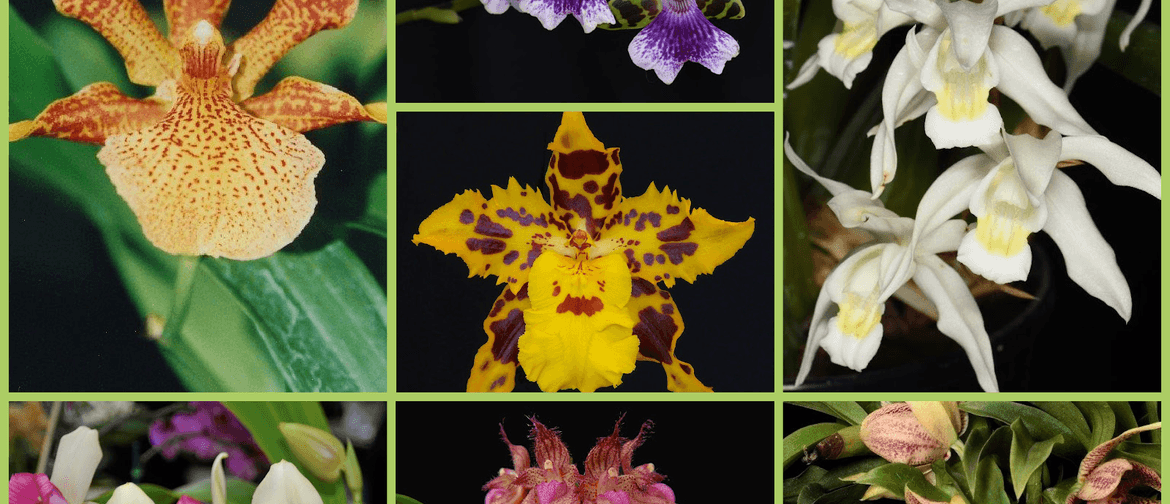 Auckland Horticultural Council - Festival of Flowers