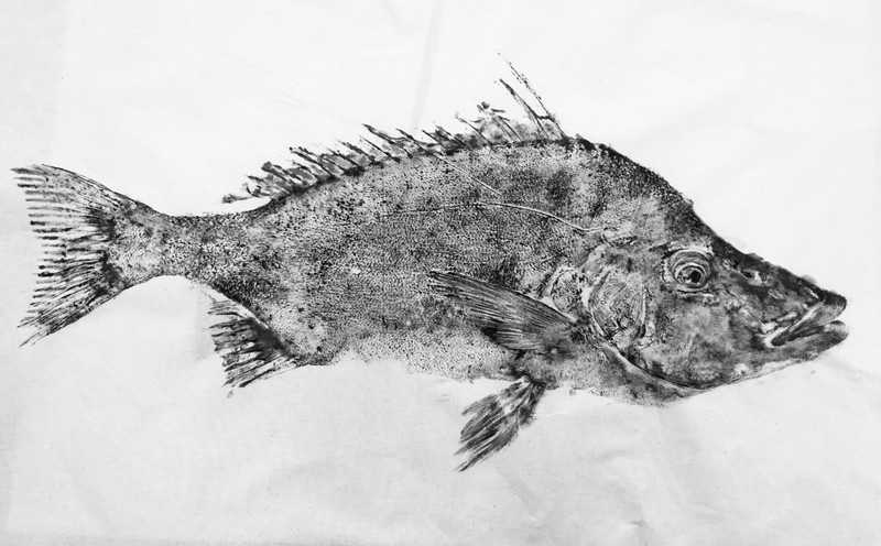 Gyotaku Fish Printing - full utilization of what we harvest - Auckland ...