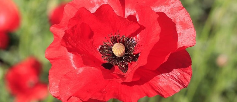 Scavenger Hunt - Park Island Poppy Search