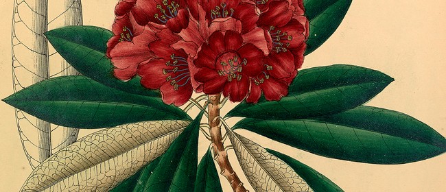Botanical Art and Illustration Tutored Course