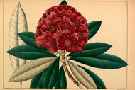 Image for event: Botanical Art and Illustration Tutored Course
