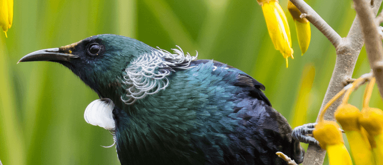 Returning Native Birdsong to Ōamaru: Predator Free 2050
