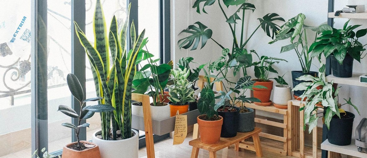 Growing and Caring for Indoor Plants