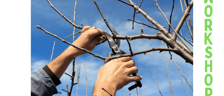 Kai workshops: Tree Pruning