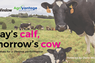 Image for event: Today's Calf, Tomorrow's Cow