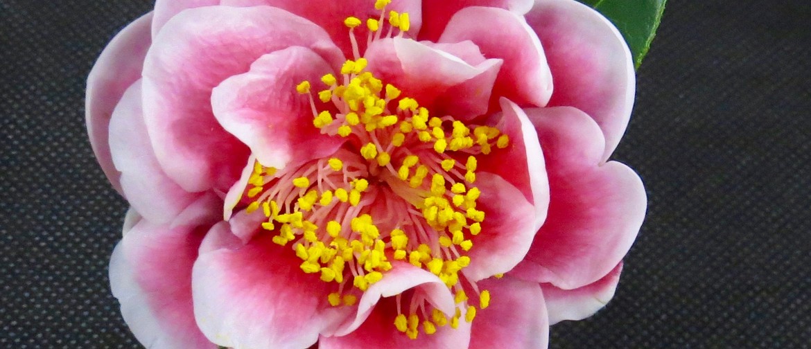 Whangarei Camellia Show 2022
