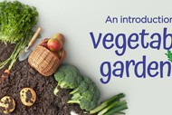 An Introduction to Vegetable Gardening