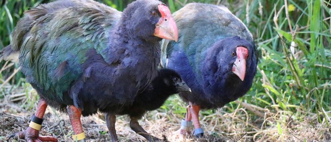 Keeping up with the Takahē