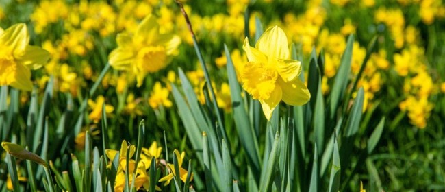 Daffodil Day 2022