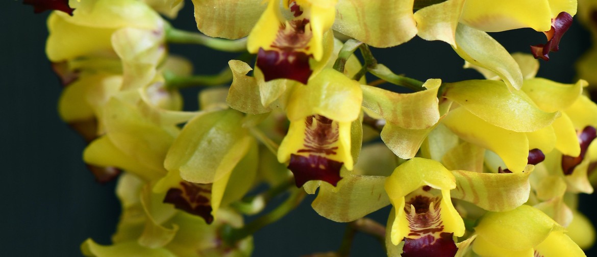 Waitakere Orchid Club Spring Show