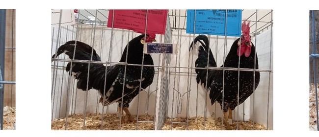 National Poultry & Pigeon Show