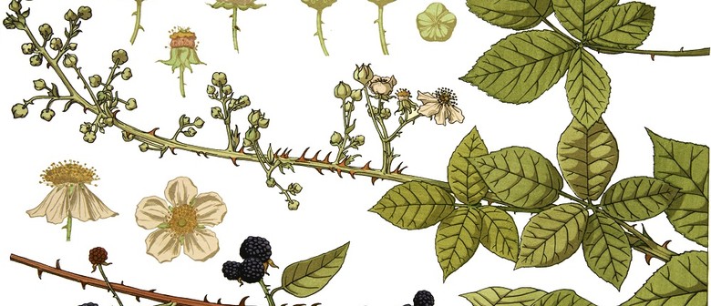 Botanical Drawing and Painting