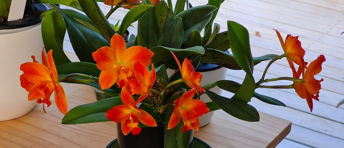 Orchid Show & Houseplants