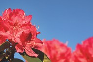 Rhododendron Day Plant Sale