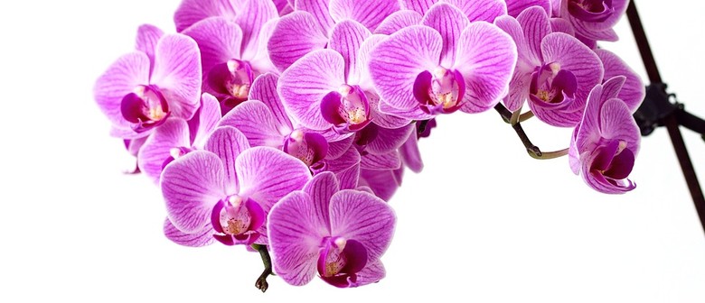 Tauranga Orchid Show 2022