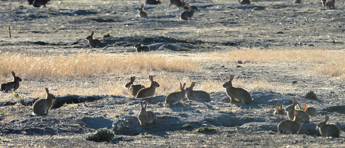 Could rabbit numbers soar in a predator free future?