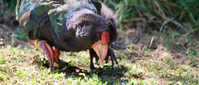 Keeping Up With The Takahē