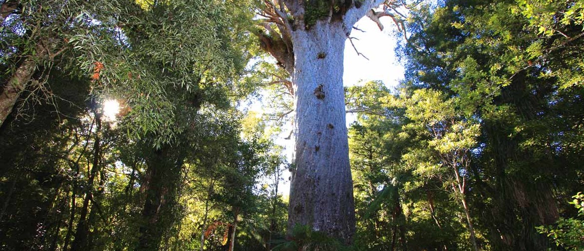 Learn about Kauri Ora/Kauri Dieback