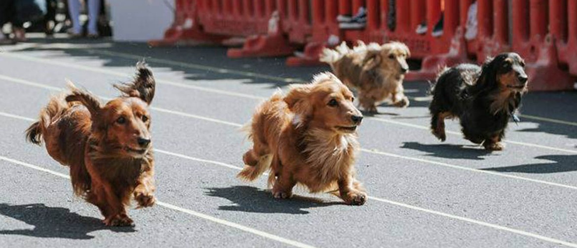NZ Wiener Dog Derby 2022