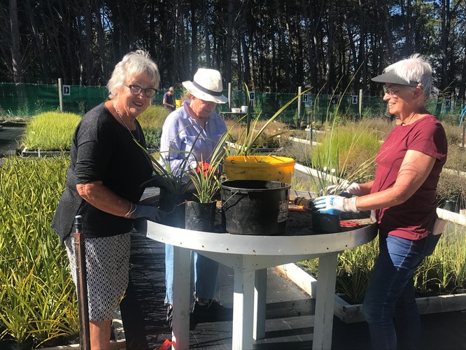 Native Tree Nursery Volunteer Sessions Queenstown Eventfinda