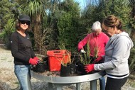 Image for event: Native Plant Nursery Volunteer Sessions - Everyone welcome