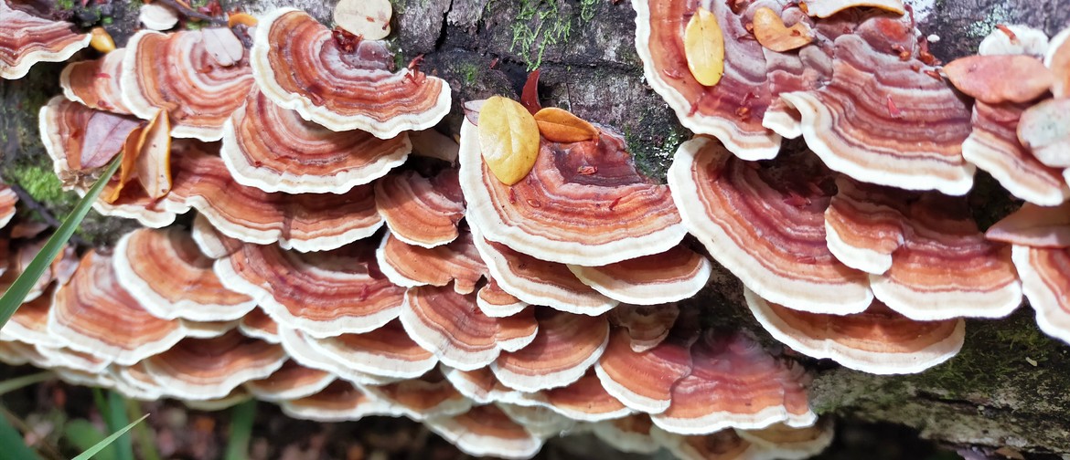HortTalk: The Kingdom of Fungi