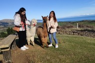 Image for event: Alpaca Farm Walk