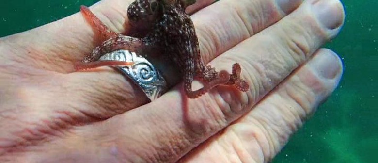 Documentary Sundays | My Octopus Teacher