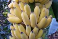 Banana Growing with Aaron Millar
