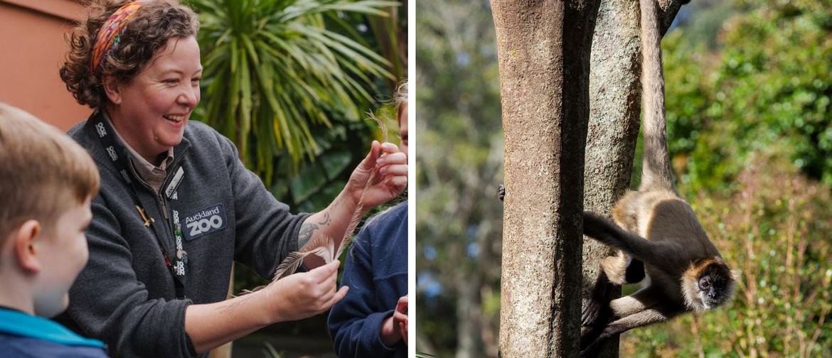 Animalia of Kahlo: Masterful monkeys with Auckland Zoo