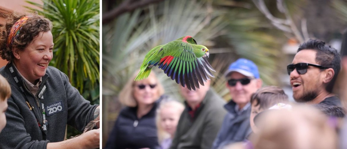 Animalia of Kahlo: Parrot talk with Auckland Zoo
