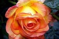 Image for event: Rose Show