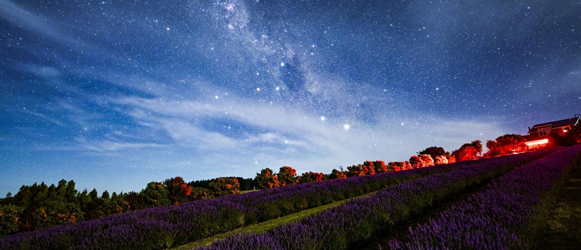 Martinborough Lavender Star Gazing