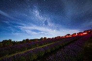 Image for event: Martinborough Lavender Star Gazing