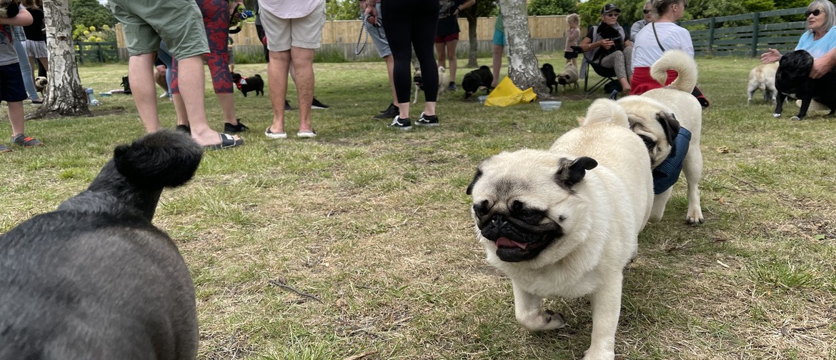 3rd Annual Pug Day Out!