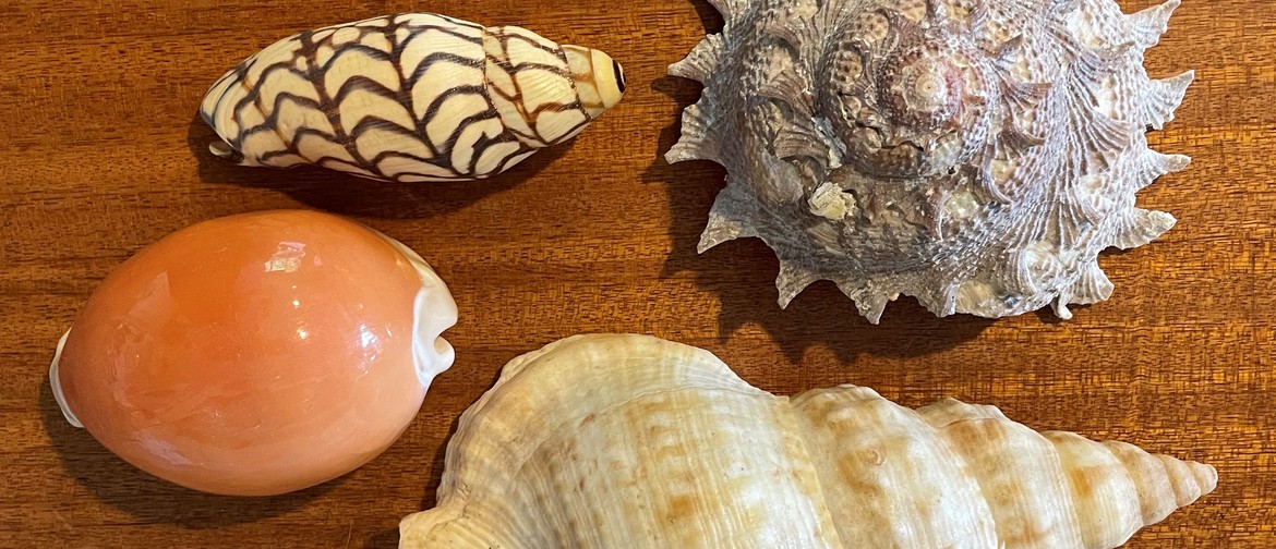 Show and Tell Shell Collection Afternoon